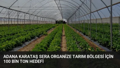 Adana Karataş Sera Organize Tarım Bölgesi İçin 100 Bin Ton Hedefi