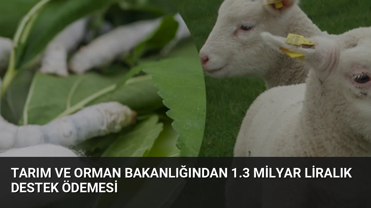 Tarım ve Orman Bakanlığından 1.3 Milyar Liralık Destek Ödemesi