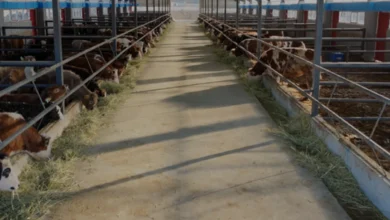Tarım ve Orman Bakanlığından Çiftçilere 688 Milyon Liralık Destek